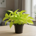 Neon Pothos Plant