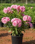 Orchid Rose Plant