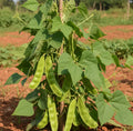 Pattai Avarai Seed (Flat Beans)