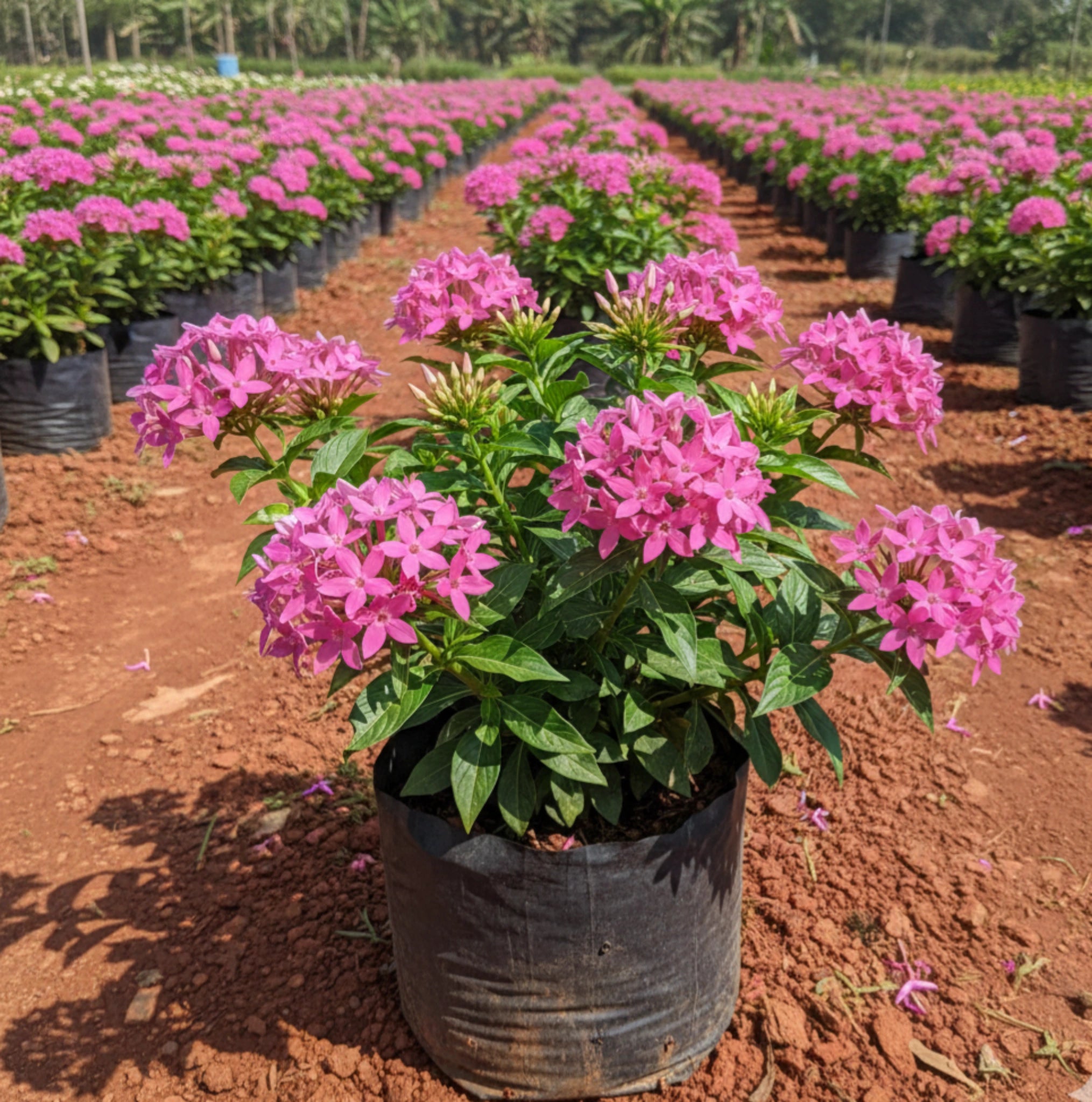 Pentas Plant (Star Flower)