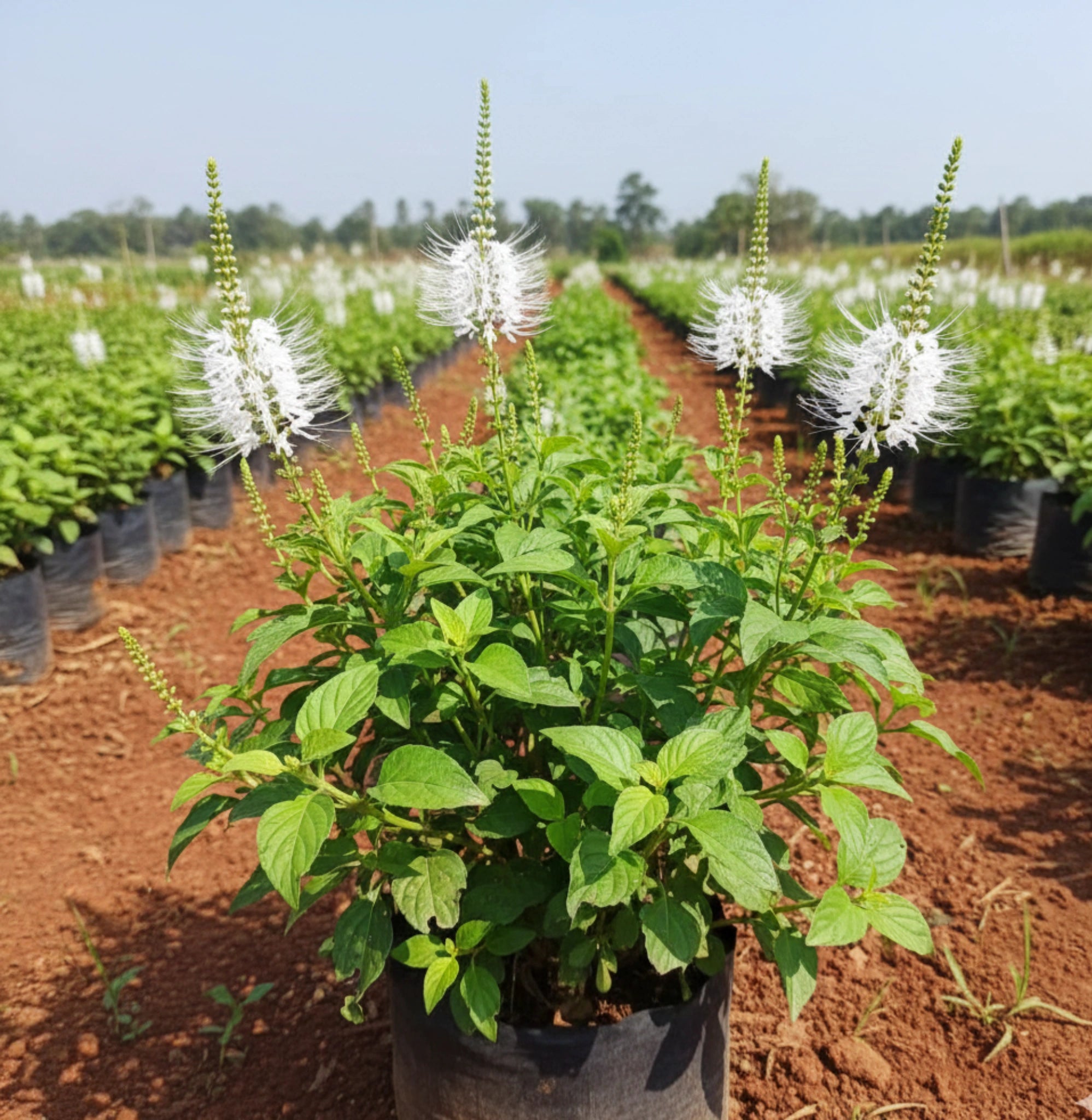 poonai meesai plant