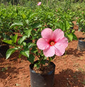 Pink Hibiscus Plant