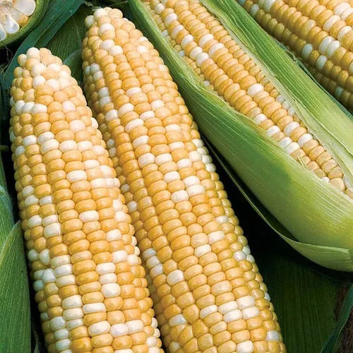 Sweet Corn Seeds