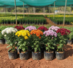 Pune Variety Sevanthi – 20 Combo Sapplings