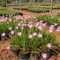 Rain Lily Plant – Pink