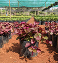 Red Flame Ivy Plant