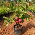 Red Guava Plant