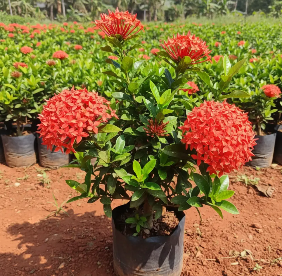 Red Ixora – Big Flower Plant