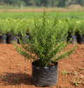 Rosemary Plant