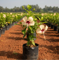 Sandal Bell Hibiscus Plant