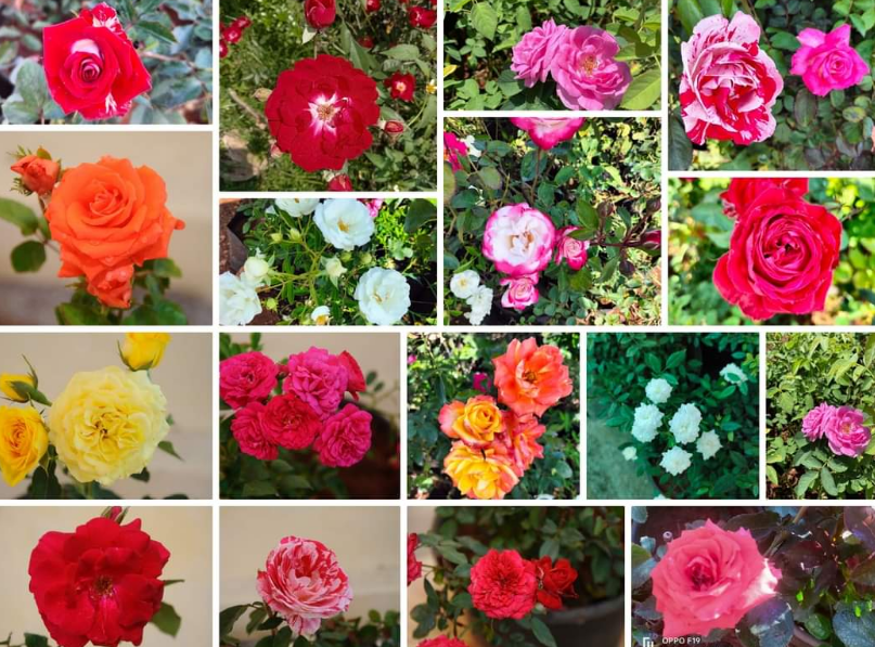 7 Rose Plant Collection