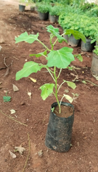 Thoothuvalai