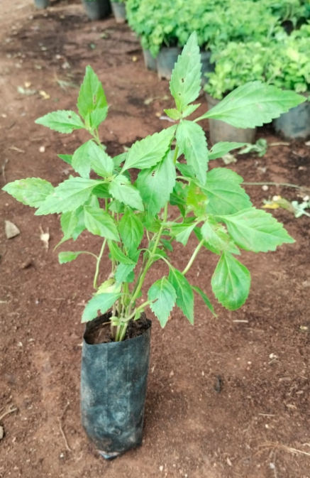 Sakarai Vembu (Sweet Neem)