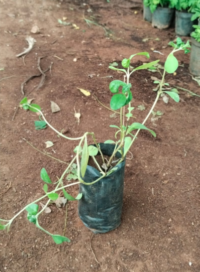 Manjai Karisalangani (Bhringraj)