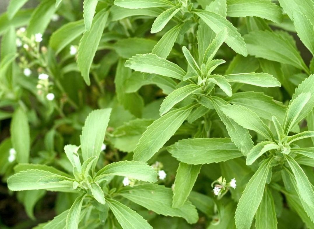 Stevia (Sweet Thulasi)