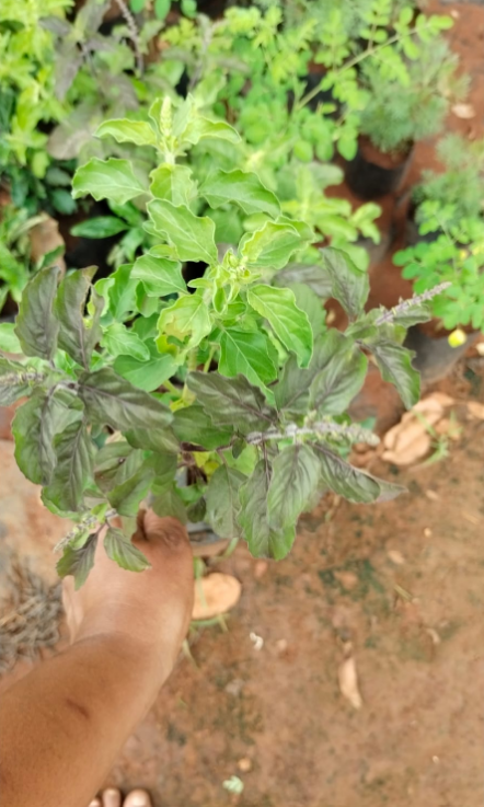 Thulasi (Holy Basil)