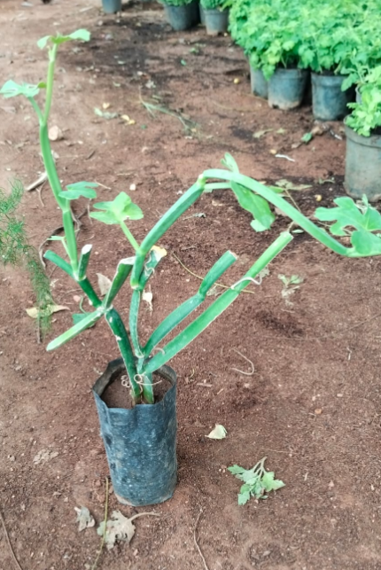 Muppirandai (Pirandai)