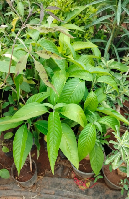 Adathodai