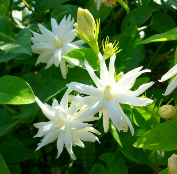 Irrevachi Jasmine