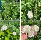 Rajamalli Jasmine