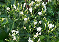 Nithyamalli Jasmine