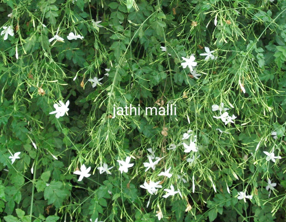 Jathimalli / Pichi Poo Jasmine