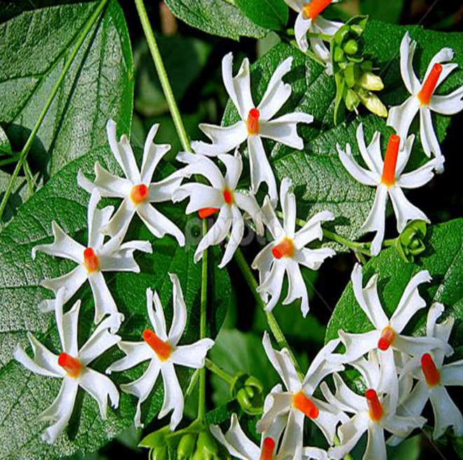 Pavallamalli Jasmine