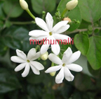 Muthu Malli Jasmine