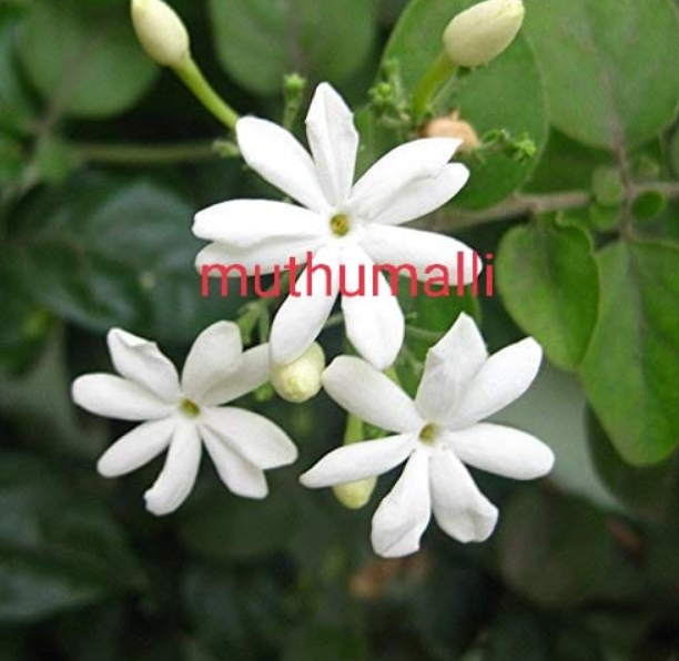 Muthu Malli Jasmine