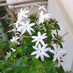 Colour Kakatan Jasmine