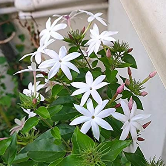 Colour Kakatan Jasmine