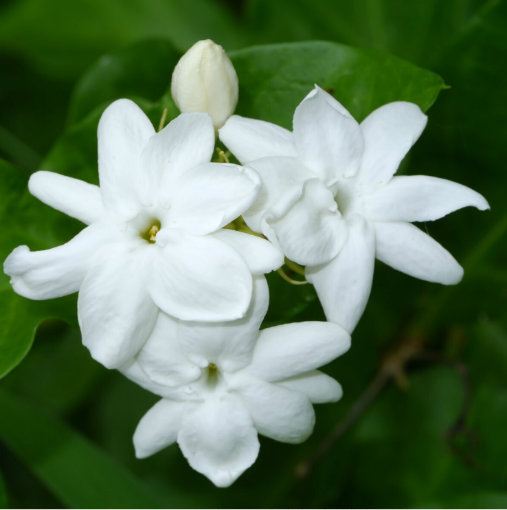 Gundumalli / Mogra Jasmine