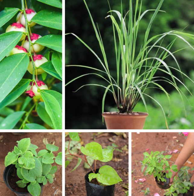 Medicinal Plant Combo Pack