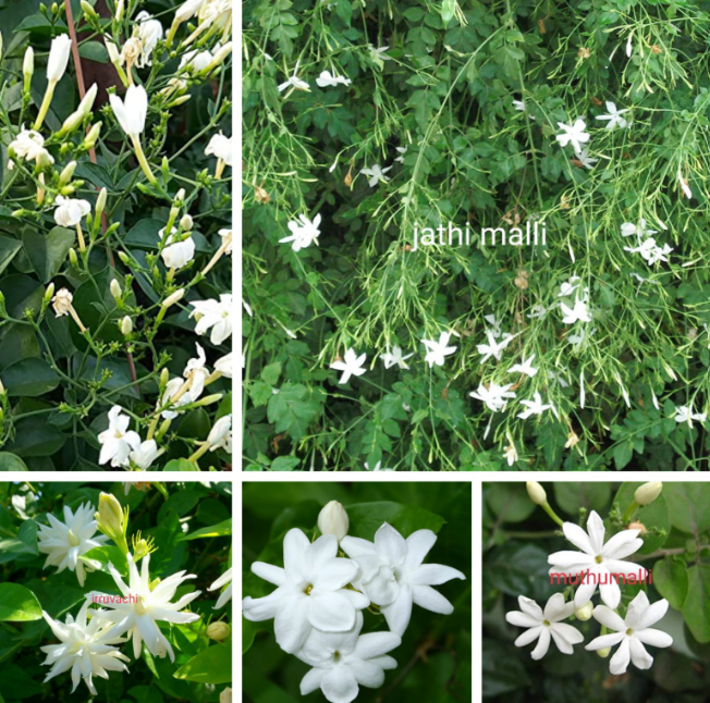 5 Fragrance Malli (Jasmine) Plant Combo
