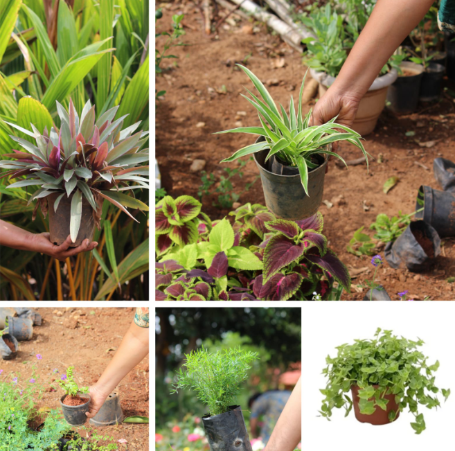 Rooted Hanging Plant Combo