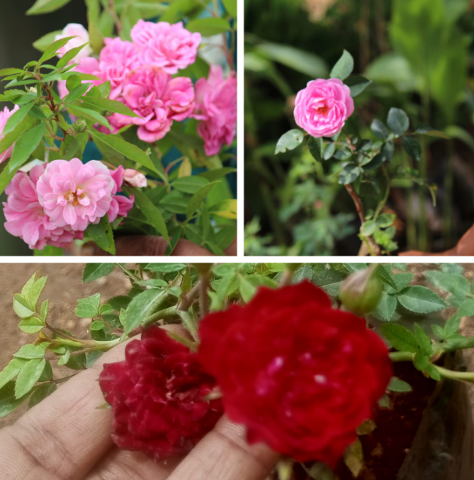 3 Rose Plant Collection