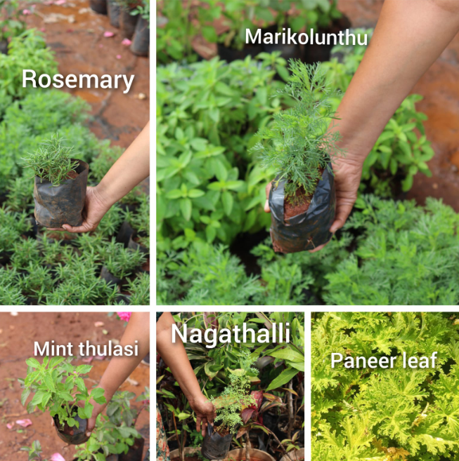 5 Fragrance Leaf Plant Combo