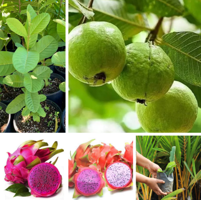 3-in-1 Fruit Plant Combo