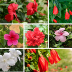 5 Nattu Hibiscus Combo Pack