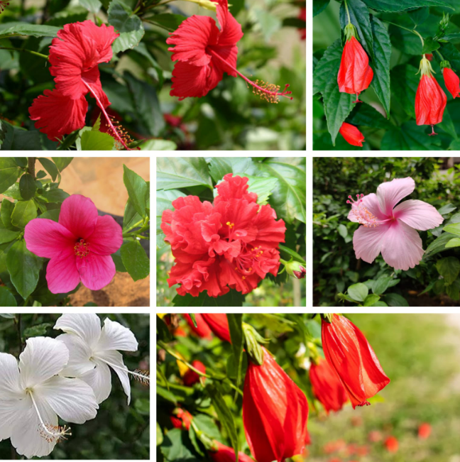 5 Nattu Hibiscus Combo Pack