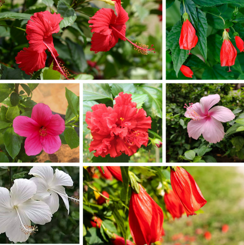 5 Nattu Hibiscus Combo Pack