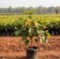 Nattu Senbagam Plant (Champak / Michelia)