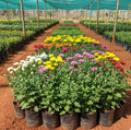 Sevanthi – 30 Saplings