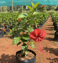 Nattu Red Hibiscus Plant
