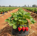Strawberry Plant