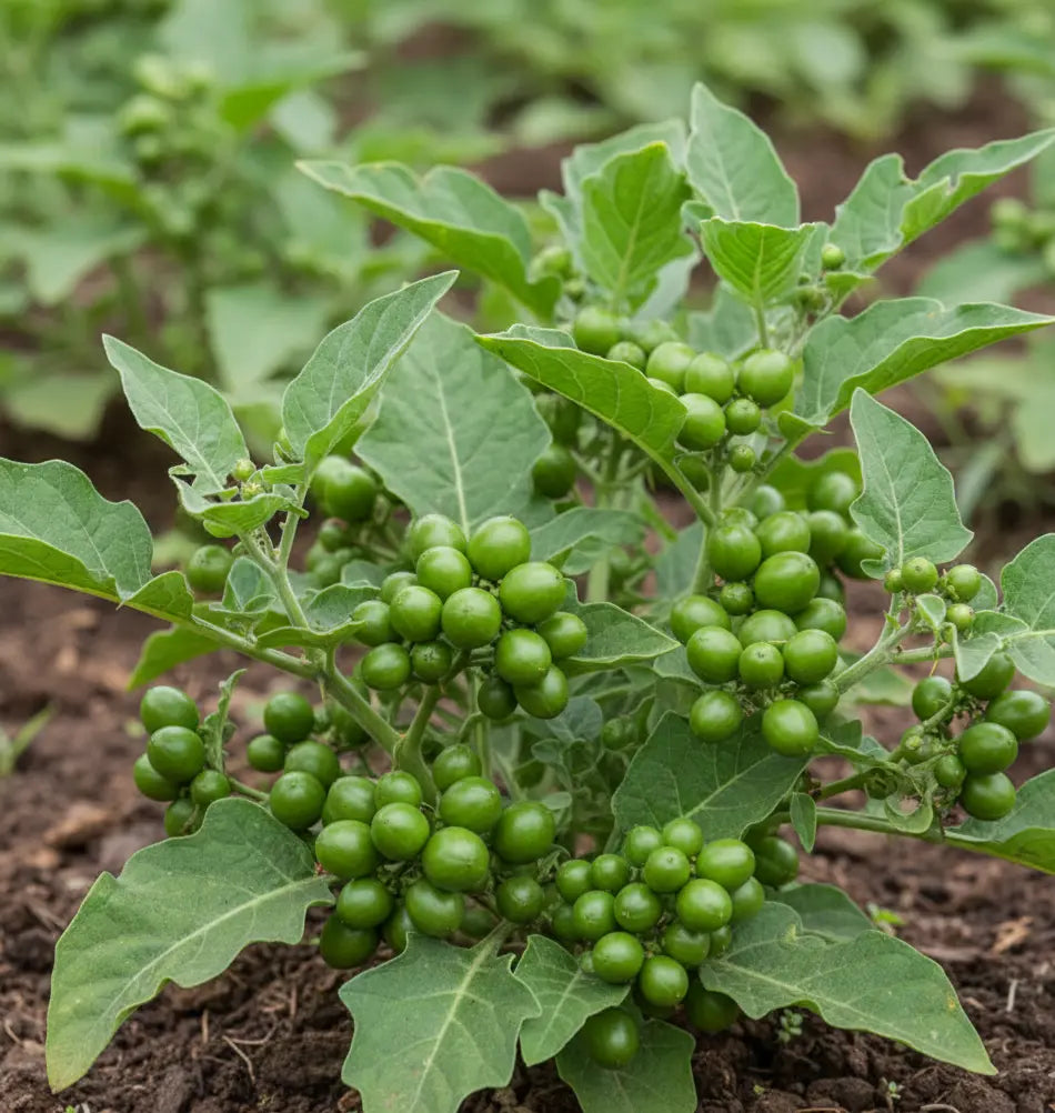 Sundaikai Seed (Turkey Berry)