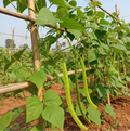 Sword Beans Plant