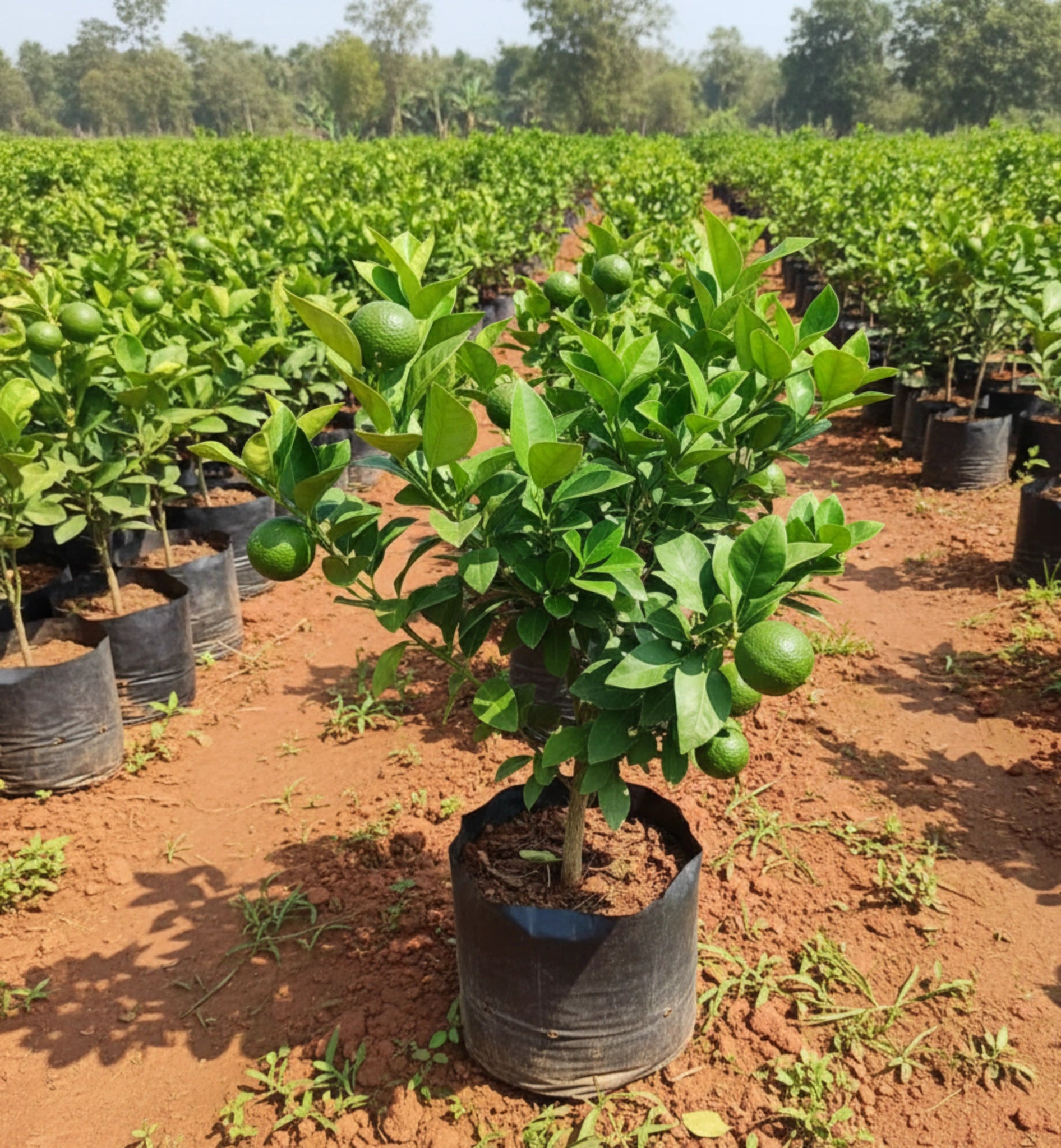 Table Lemon Plant