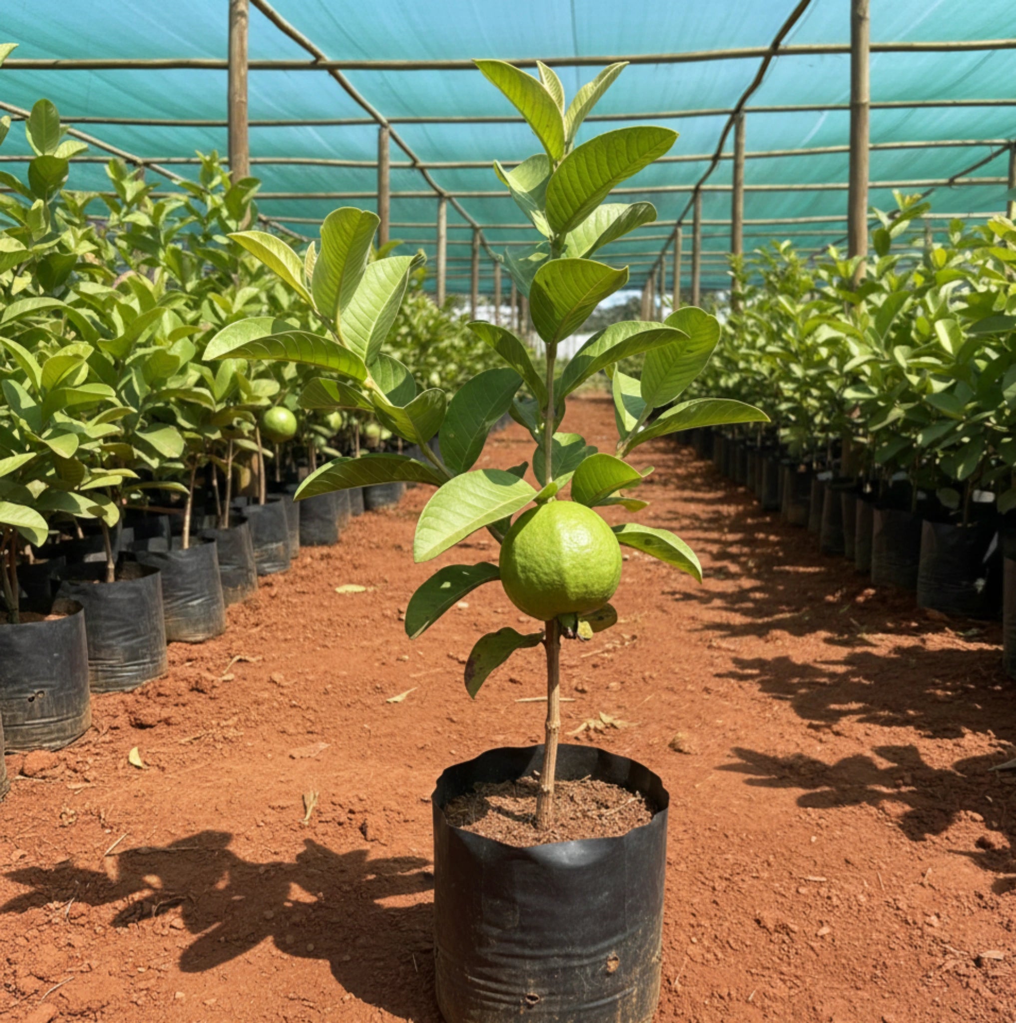 Taiwan Pink Guava Plant