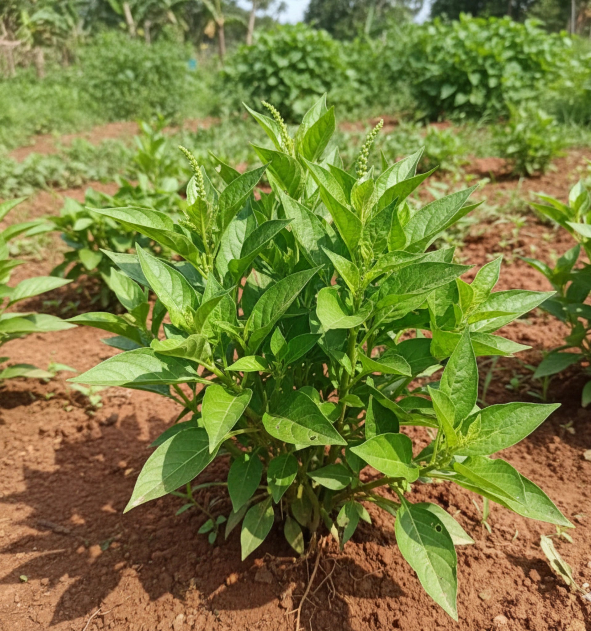 Thavasi Keerai Plant